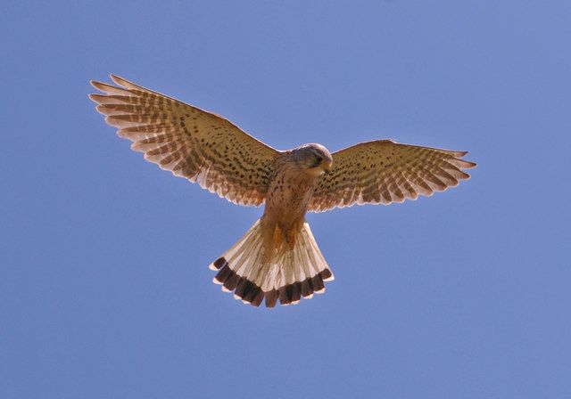 File:Mauritius kestrel (Falco punctatus).jpg